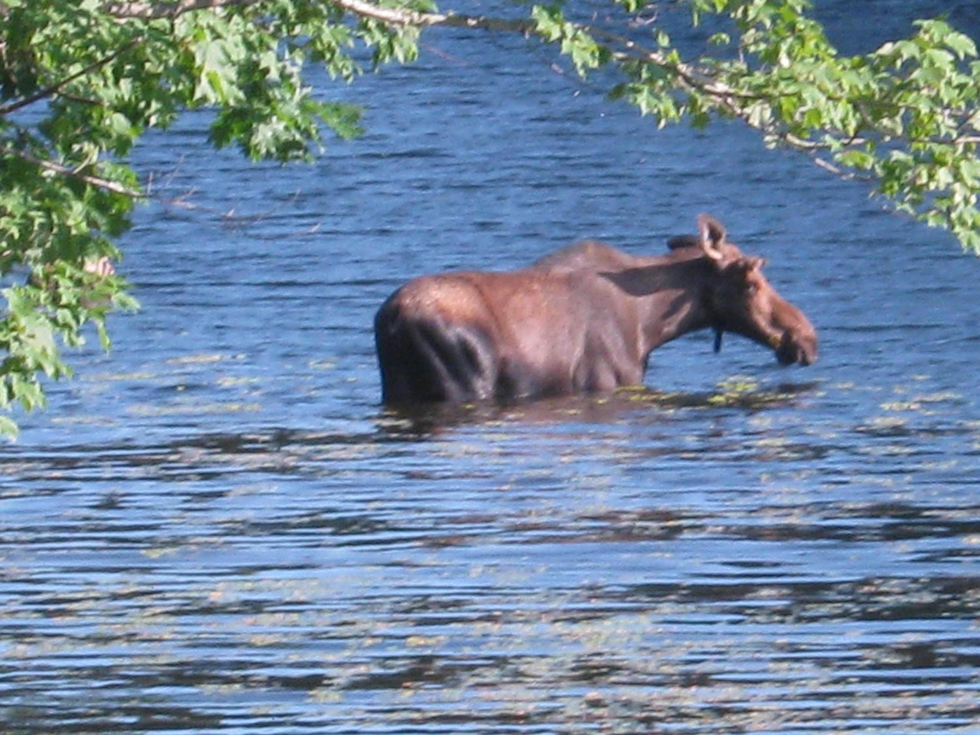 Alamoosook Lakeside Inn Orland Exteriör bild