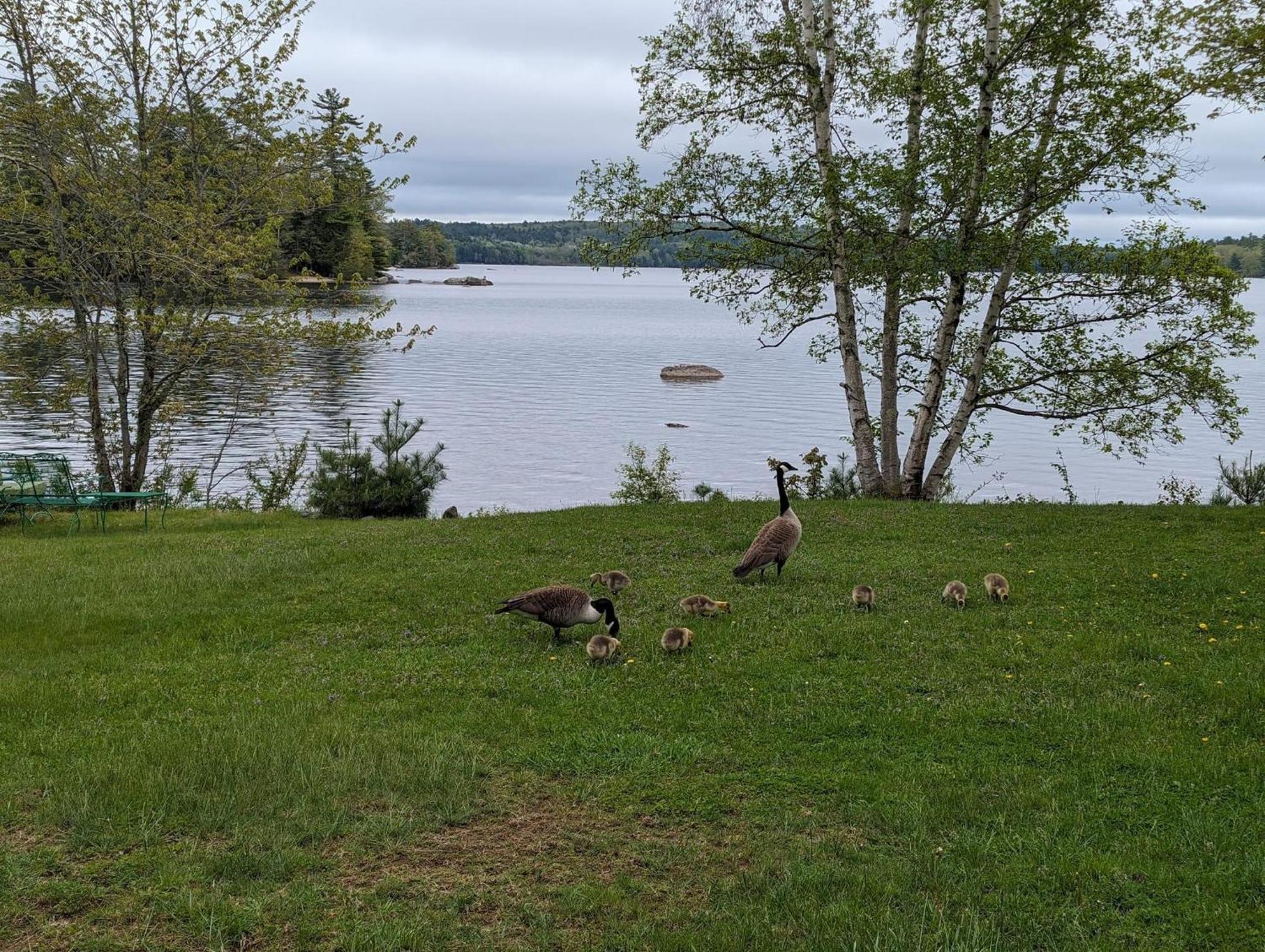 Alamoosook Lakeside Inn Orland Exteriör bild
